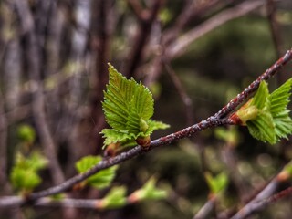 leaves in the forest
