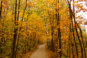 Fototapeta premium Forest road between autumn trees. An image of a natural tunnel made of wood. A narrow path between thin trees. A path covered with yellow fallen leaves. Space for copying.