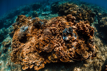Naklejka na ściany i meble Tropical ocean with corals in underwater