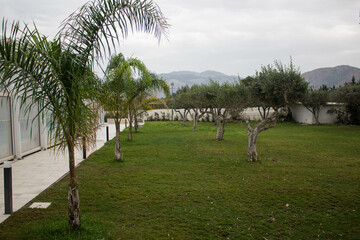 evocative image of a group of palm and olive trees under a cloudy sky
