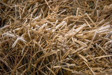 field of wheat
