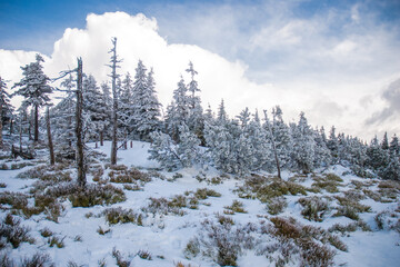 snow covered trees