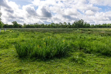 Paysage naturel du Marais du Grand Hazé à Briouze au printemps par une temps ensoleillé