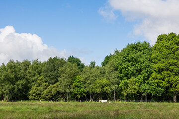 Chevaux blancs dans les pâturages du Marais du grand Hazé à Briouze
