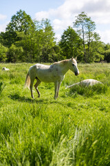 Chevaux blancs dans les pâturages du Marais du grand Hazé à Briouze