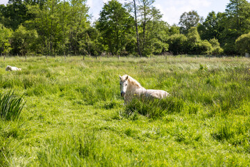Obraz premium Chevaux blancs dans les pâturages du Marais du grand Hazé à Briouze