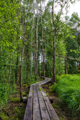 Obraz premium Chemin de randonnée en sous-bois au sein du Marais du Grand Hazé à Briouze