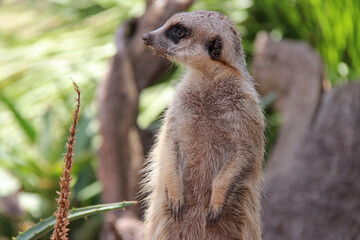 meerkat in a zoo in australia