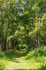 Chemin de randonnée autour du Marais du Grand Hazé à Briouze au printemps
