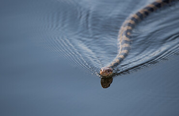 Water snake swimming