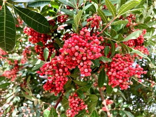 Obraz premium Closeup on the fruits of the pink pepper tree