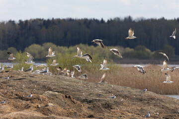 European Herring Gull