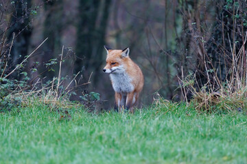 A wild fox cautiously looks for food