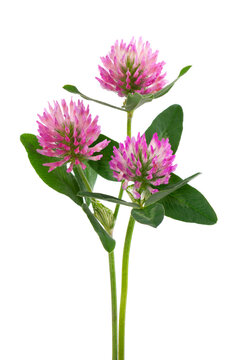 Clover flowers on a stem with green leaves, isolated on white background. Bouquet of red clover flowers.