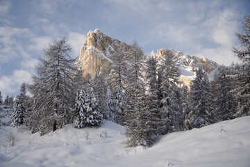 snow covered trees in the mountains