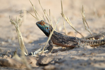 Ground Agama, Kgalagadi, South Africa