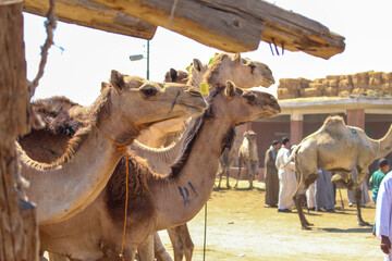 A herd of camels in market of camels,Egypt