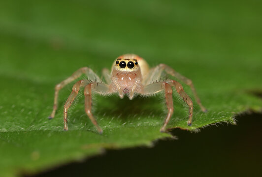 Close up macro photo of forest spider.