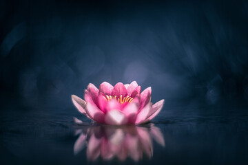 Pink lotus flower on blue background vintage lens rendering - obrazy, fototapety, plakaty