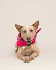 Smiling Catahoula Hound mix dog with smile and pink bandana and blank white tag laying down in the studio on seamless paper