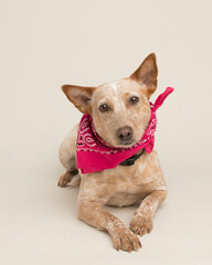 Serious face on the golden brown Catahoula hound mix wearing hot pink bandana laying down in the studio on seamless paper.