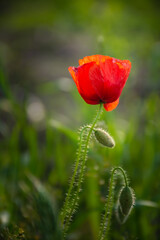 Obraz premium Wiosenny mak.