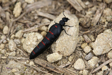 Berberomeloe majalis, the red-striped oil beetle, is an insect in the genus Berberomeloe, in the family of Blister Beetles.