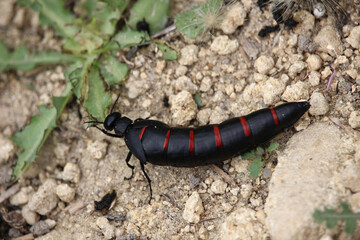 Berberomeloe majalis, the red-striped oil beetle, is an insect in the genus Berberomeloe, in the family of Blister Beetles.