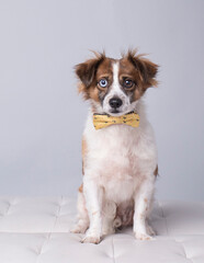 Funny Brown and white fluffy dog with crazy eyes and yellow bow tie gives a startled look on a gray background in the studio