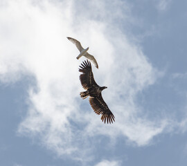 White-tailed Eagle and European Herring Gull