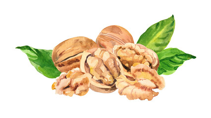 Watercolor hand painted walnut nut and leaves illustration set. Hand drawn watercolor illustration isolated on white background