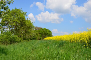 Rapeseed field near trees on a meadow, blue sky with clouds background