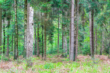 Natural panorama view with pathway green plants trees forest Germany.