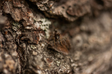 A close-up of an ant's back that crawls under the bark of a pine tree.