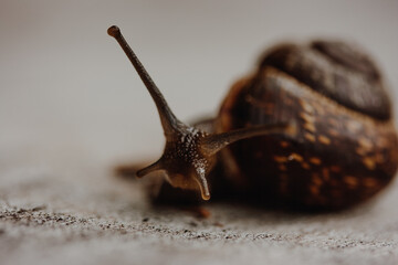 Snail on the tree in the garden. Snail gliding on the wet wooden texture. Macro close-up blurred green background. Short depth of focus. Latin name: Arianta arbustorum.