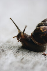 Snail on the tree in the garden. Snail gliding on the wet wooden texture. Macro close-up blurred green background. Short depth of focus. Latin name: Arianta arbustorum.