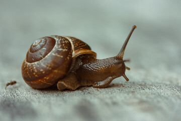 Snail on a wooden garden. The snail glides over the wet wood texture trying to climb from one board...