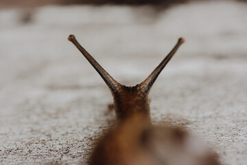 Snail on a wooden garden. The snail glides over the wet wood texture trying to climb from one board to another. Macro close-up of a blurred background. Short depth of field.Arianta arbustorum.