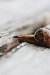 Snail on a wooden garden. The snail glides over the wet wood texture trying to climb from one board to another. Macro close-up of a blurred background. Short depth of field.Arianta arbustorum.