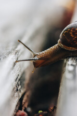 Snail on a wooden garden. The snail glides over the wet wood texture trying to climb from one board to another. Macro close-up of a blurred background. Short depth of field.Arianta arbustorum.