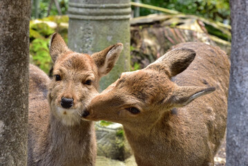春日大社参道の鹿と石燈籠