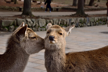 東大寺参道の鹿