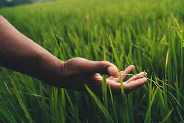 Unrecognizable male tourist touching harvest greenery standing on rice field in Philippines, selective focus on cropped agronomy checking paddy cultivation during morning at countryside with dew