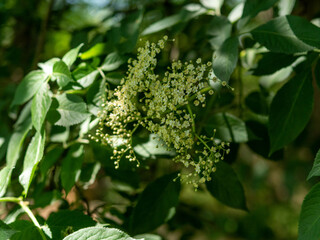Elderflower blossom