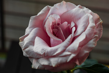 close up of a pink rose. selective focus on rose petals. flower background. an open rose