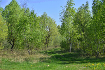 Fototapeta na wymiar Grove of young trees with early spring.