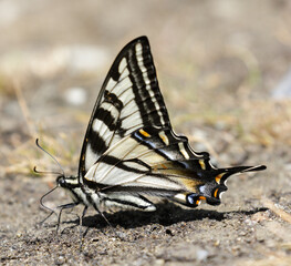 Pale Swallowtail Perched on the Ground. Foothills Park, Santa Clara County, California, USA.
