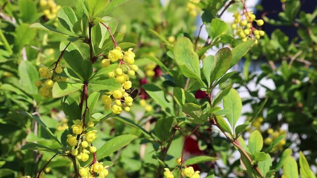 The yellow flowers of the barberry are a honey plant, Honeybees collect pollen and nectar.