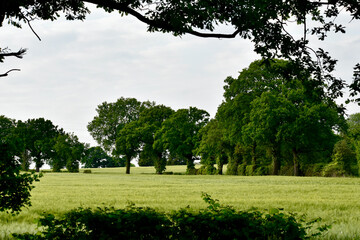 View of green cereal crops field from behind bushes, Coventry, West Midlands, England, UK