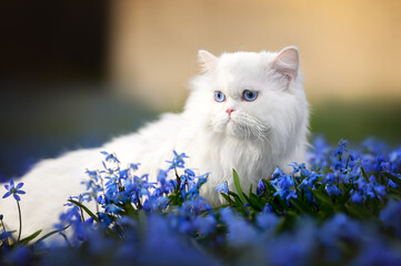 white fluffy cat portrait outdoors in blue flowers
